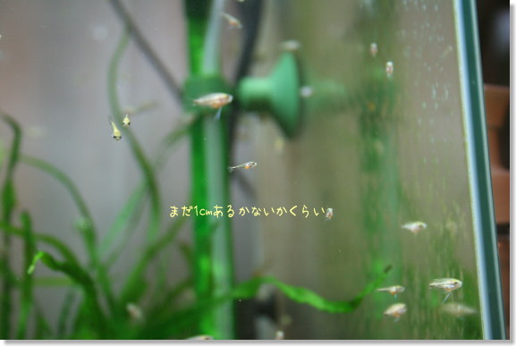 20080513_03.jpg