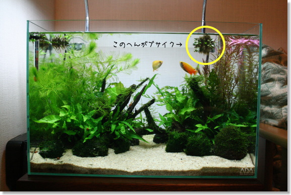 20080514_01.jpg