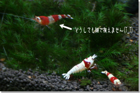20090215_01.jpg