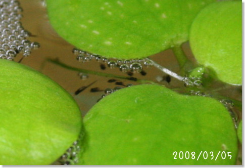 20090305_01.jpg
