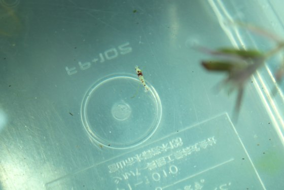 2012011101.jpg