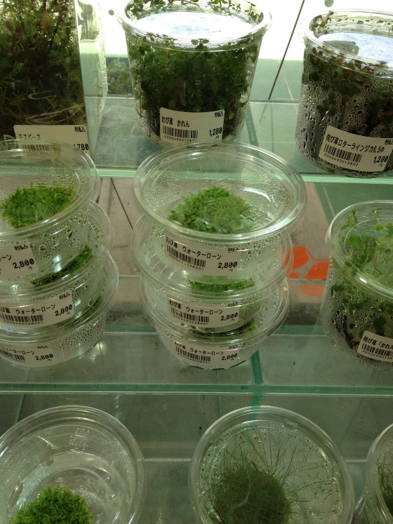 2012071702.jpg